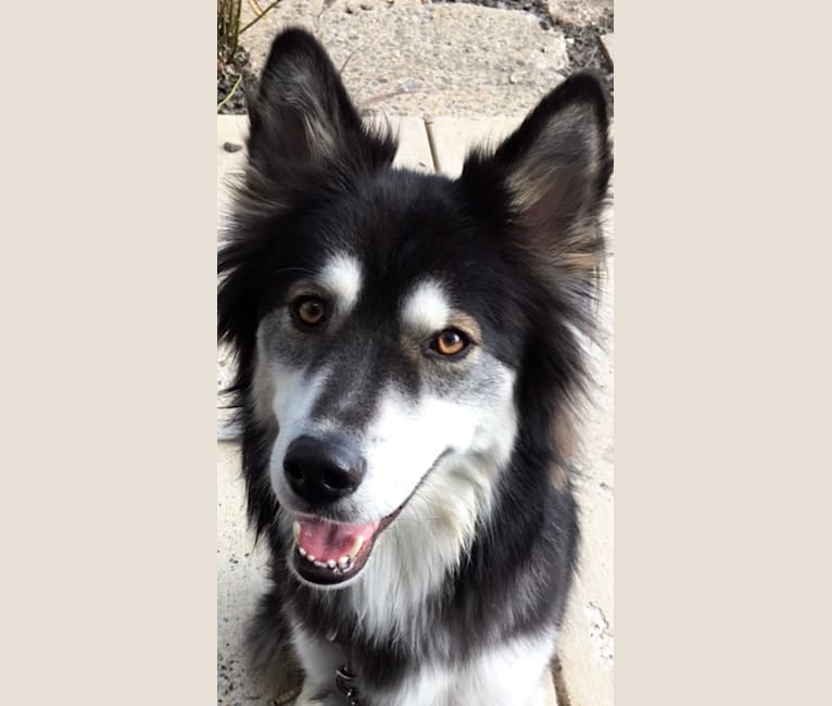 Klaus, a Siberian Husky and Border Collie mix tested with EmbarkVet.com