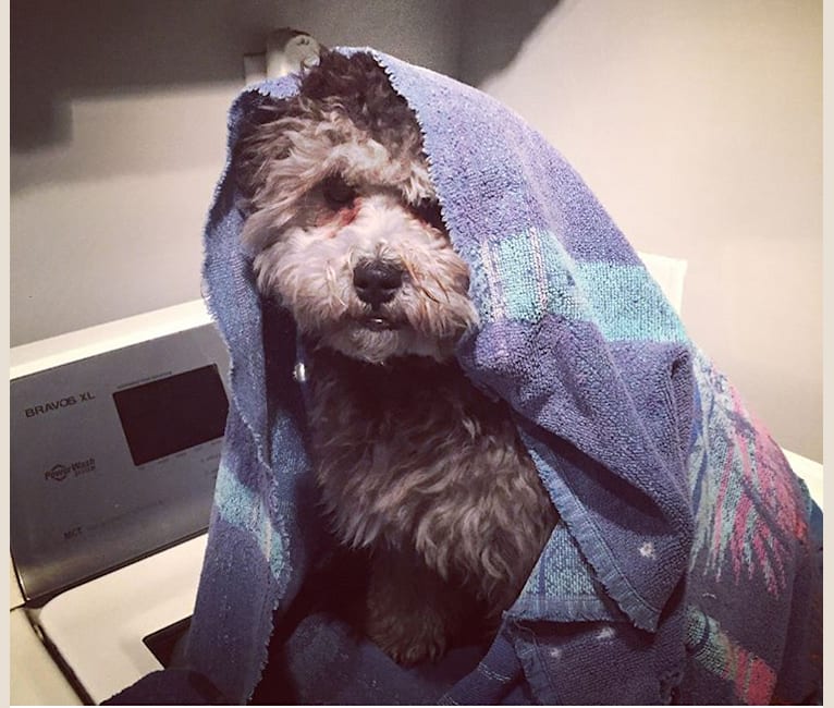 Bear, a Poodle (Small) and Shih Tzu mix tested with EmbarkVet.com