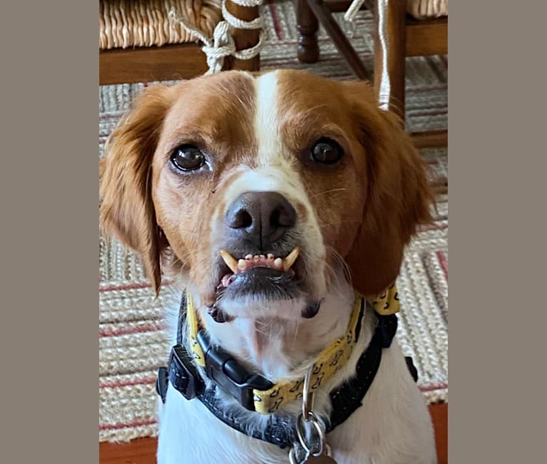 Harrison, a Brittany tested with EmbarkVet.com