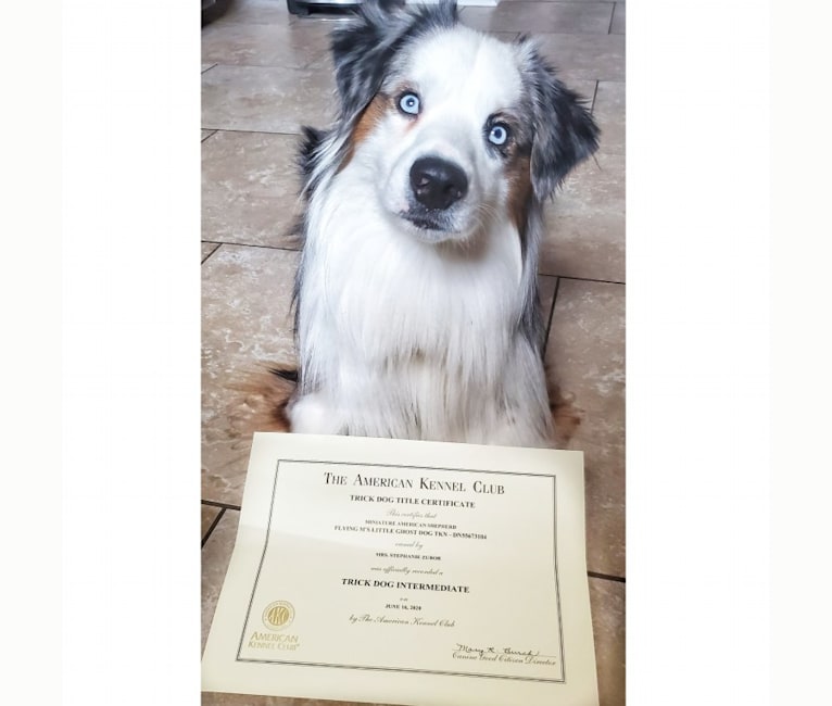 FLYING M'S LITTLE GHOST DOG "Zero", an Australian Shepherd tested with EmbarkVet.com