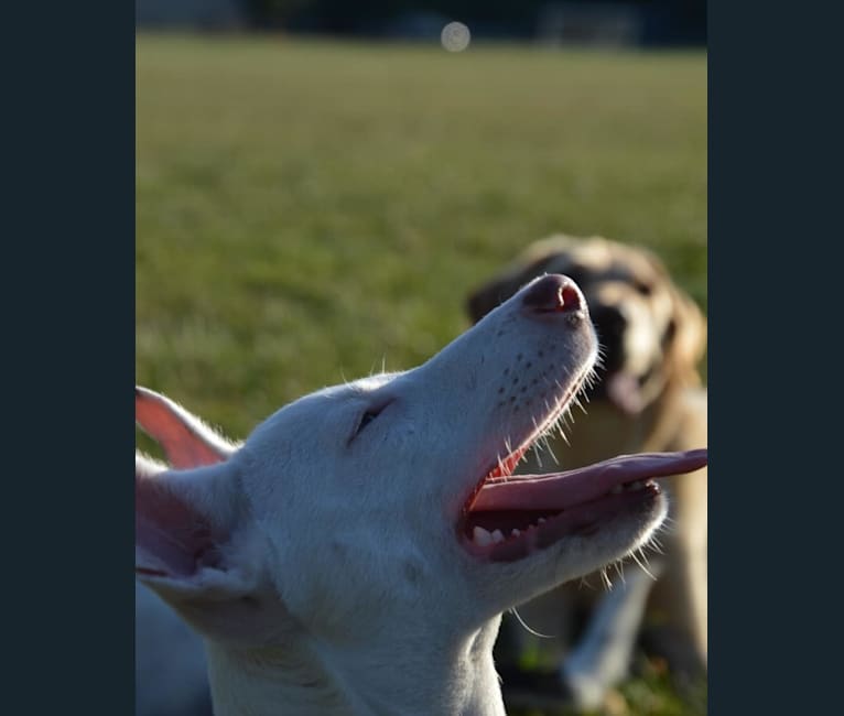 Shakira, an American Village Dog tested with EmbarkVet.com