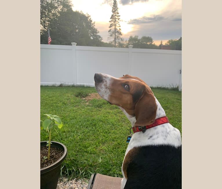 Luca, a Treeing Walker Coonhound tested with EmbarkVet.com