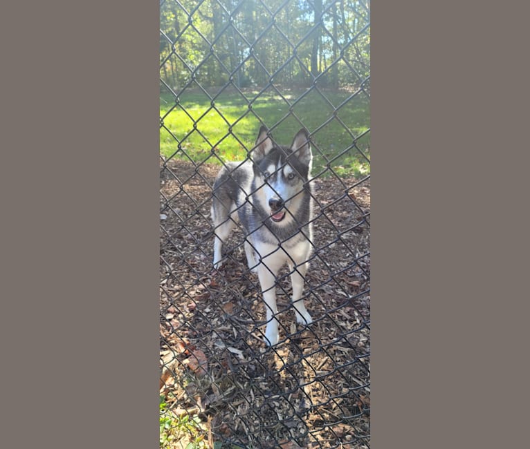 Teko, a Siberian Husky tested with EmbarkVet.com