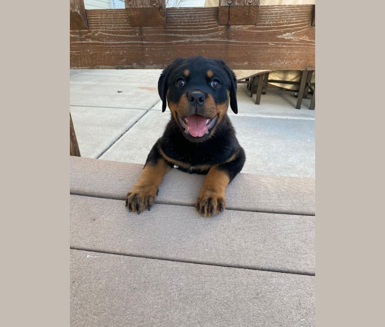 Lochavens Oakley, a Rottweiler tested with EmbarkVet.com