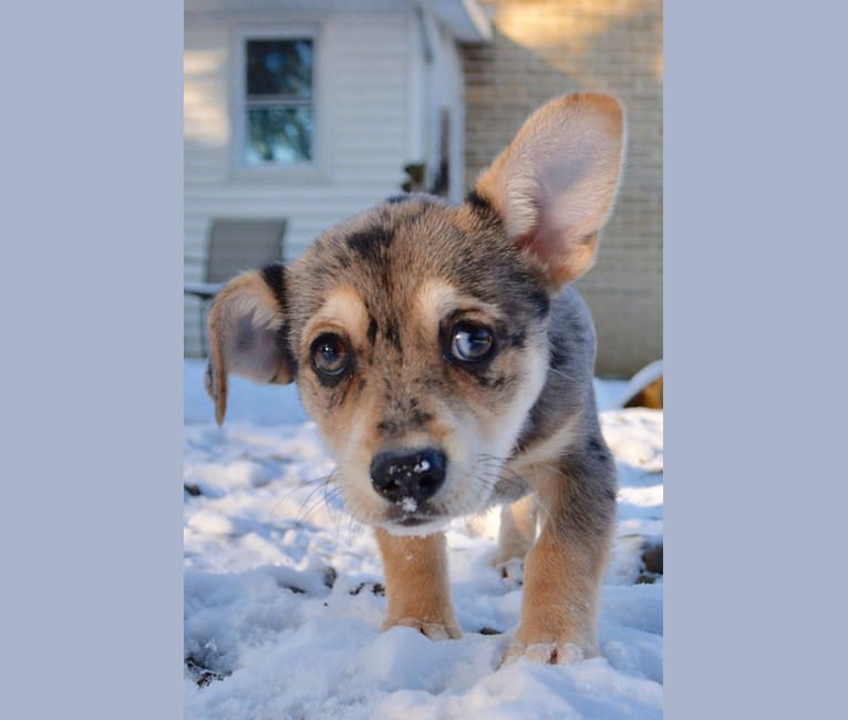 Photo of Kira, a Russell-type Terrier, German Shepherd Dog, American Eskimo Dog, Basset Hound, Beagle, Labrador Retriever, and Mixed mix in Pennsylvania, USA