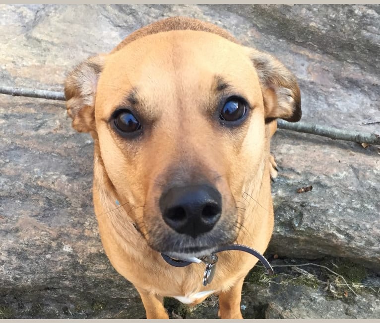 Stella, a Mountain Cur and Labrador Retriever mix tested with EmbarkVet.com