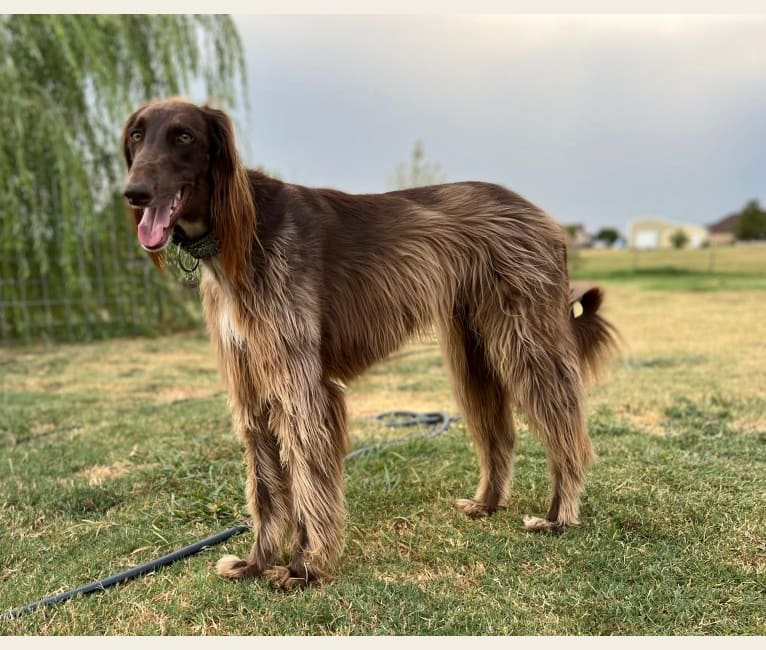 Rigel, a Saluki and Poodle (Standard) mix tested with EmbarkVet.com