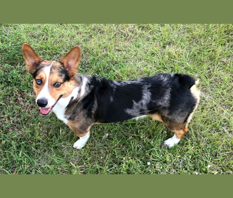 Merlin, a Miniature/MAS-type Australian Shepherd and Pembroke Welsh Corgi mix tested with EmbarkVet.com