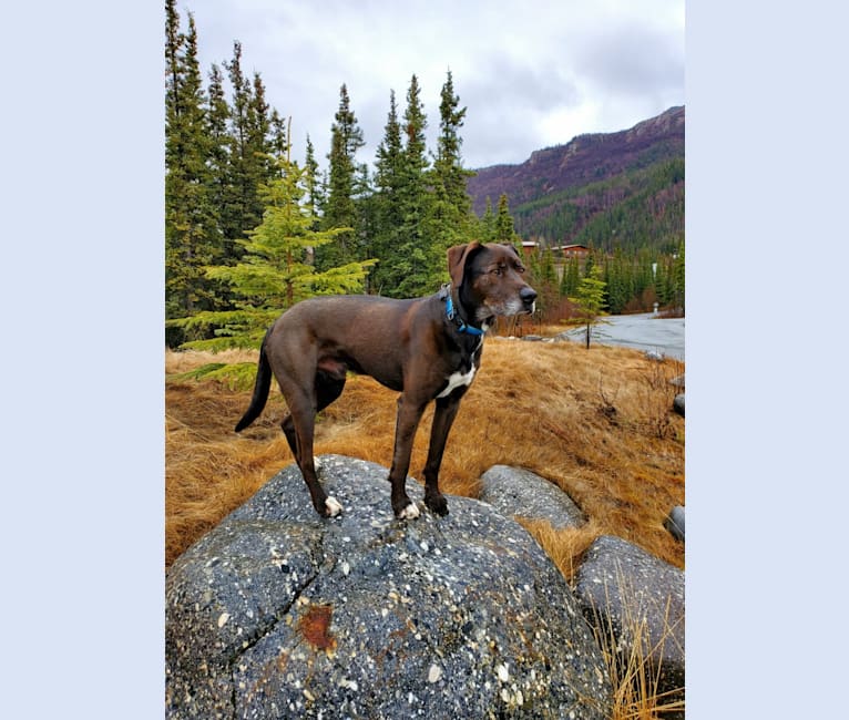 Moose, an American Pit Bull Terrier and Labrador Retriever mix tested with EmbarkVet.com