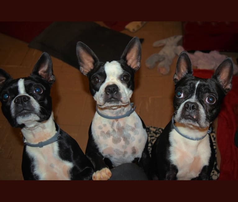 Serana, a Boston Terrier tested with EmbarkVet.com