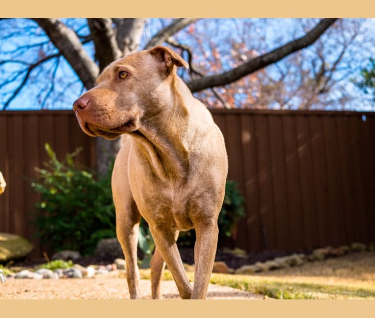 Ali, an American Pit Bull Terrier and Chinese Shar-Pei mix tested with EmbarkVet.com