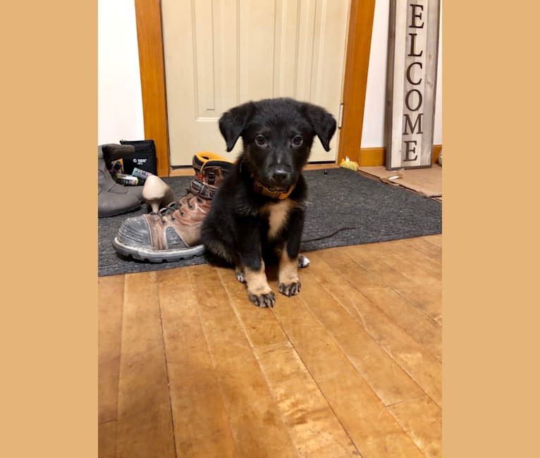 Emmett, a German Shepherd Dog and Australian Cattle Dog mix tested with EmbarkVet.com