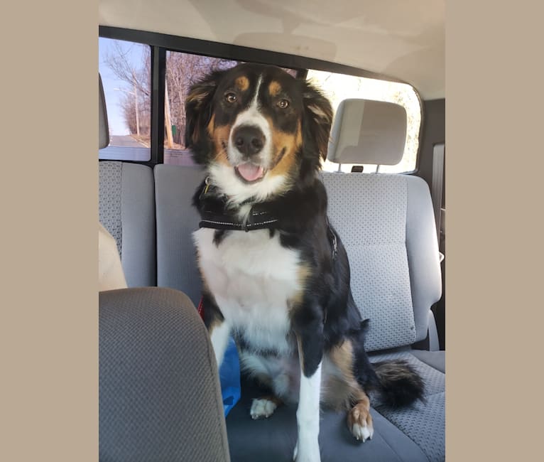 Freddy Krueger, an Australian Shepherd and Brittany mix tested with EmbarkVet.com