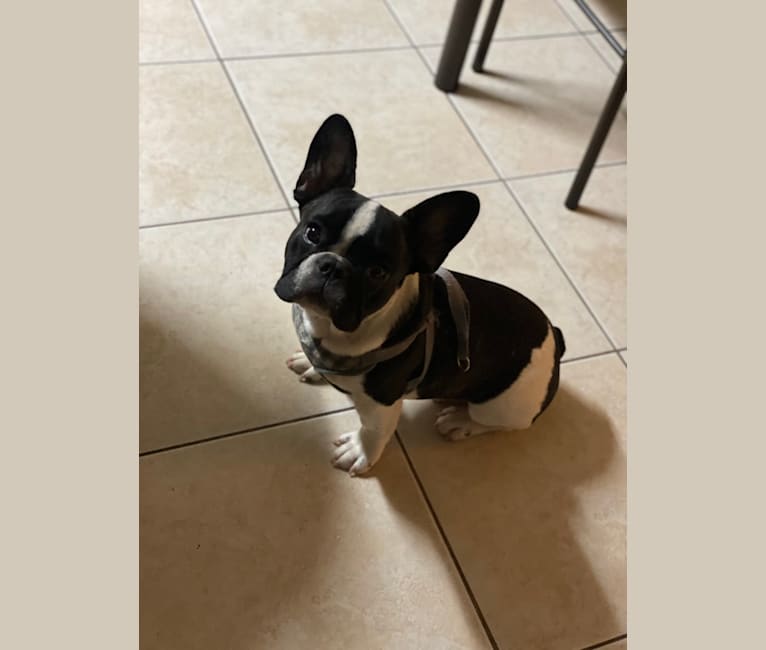 Winston, a French Bulldog tested with EmbarkVet.com
