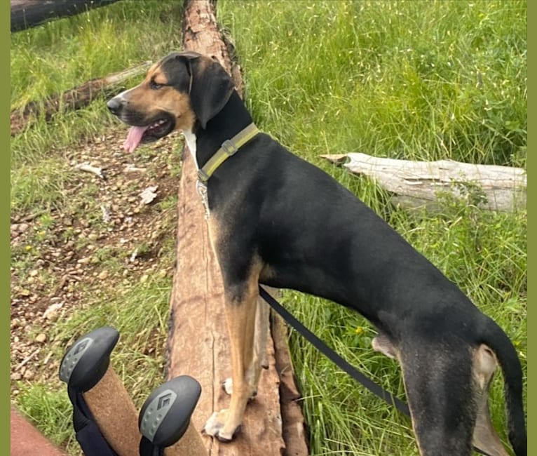 Huey, a Bluetick Coonhound and Treeing Walker Coonhound mix tested with EmbarkVet.com