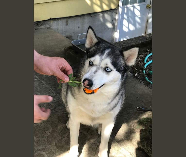 Kenzie Mae, a Siberian Husky and German Shepherd Dog mix tested with EmbarkVet.com