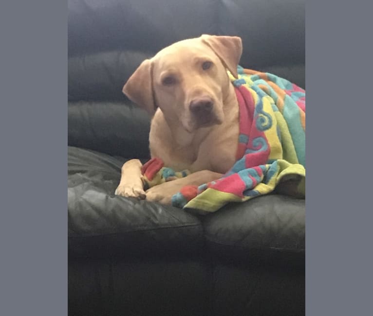 Reilly, a Labrador Retriever and Miniature Schnauzer mix tested with EmbarkVet.com