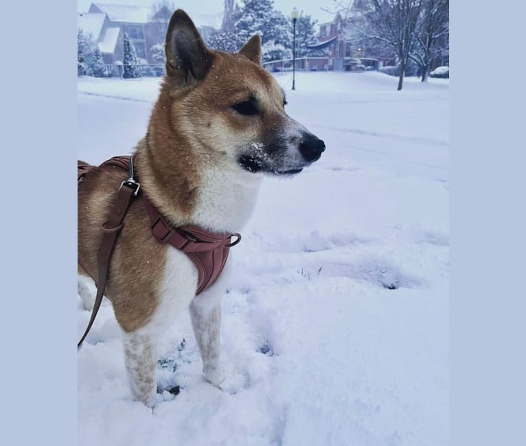 Logan, a Shiba Inu tested with EmbarkVet.com