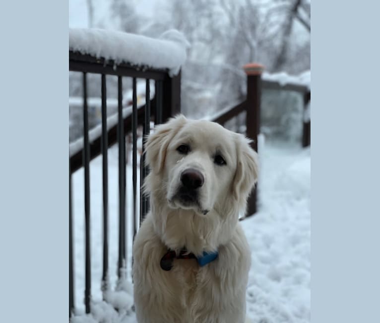 Blue, a Great Pyrenees and Labrador Retriever mix tested with EmbarkVet.com