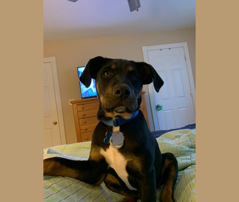 Photo of Jack, an American Pit Bull Terrier, Boxer, and Mixed mix