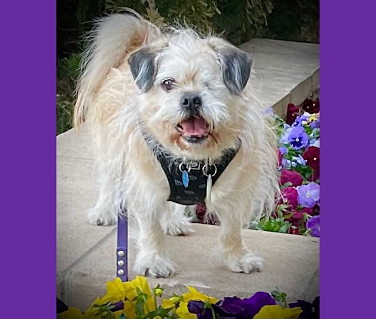 Winston, a Pugapoo tested with EmbarkVet.com