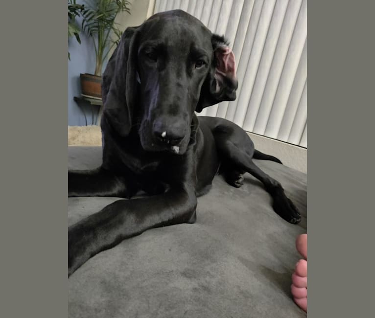 Photo of Benny, a Bloodhound and Great Dane mix in Arizona, USA