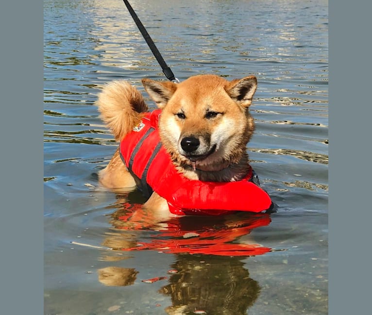 Ricky, a Shiba Inu tested with EmbarkVet.com