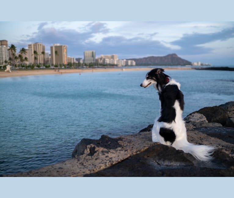 Mac, a Silken Windhound tested with EmbarkVet.com