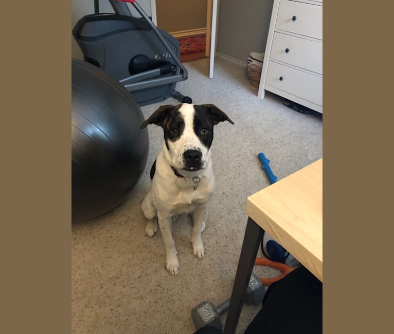 Sonny, a Boxer and American Pit Bull Terrier mix tested with EmbarkVet.com