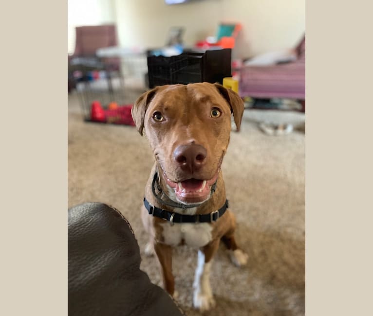 Ben, an American Pit Bull Terrier and American Bulldog mix tested with EmbarkVet.com