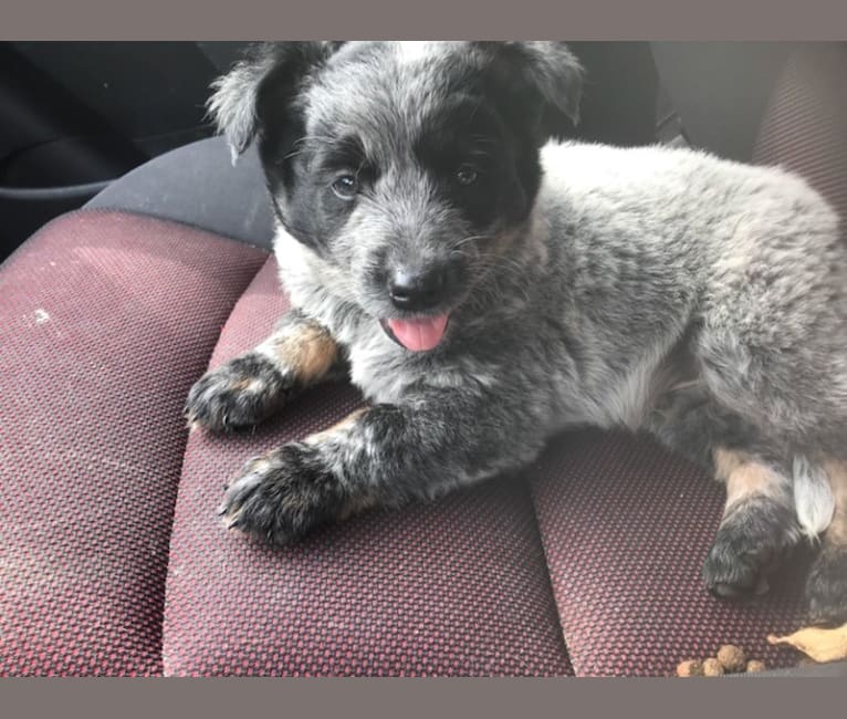 Odin 'stinky butt' Mussatti, an Australian Cattle Dog tested with EmbarkVet.com