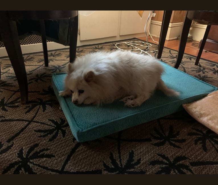 Rockwell, a Pomeranian and Australian Shepherd mix tested with EmbarkVet.com