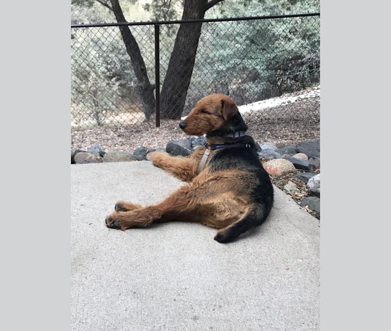 Winston, an Airedale Terrier tested with EmbarkVet.com