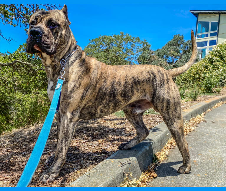 Koa, a Perro de Presa Canario tested with EmbarkVet.com