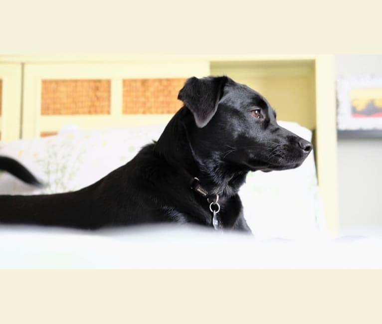 Deedee, a Labrador Retriever and Rat Terrier mix tested with EmbarkVet.com