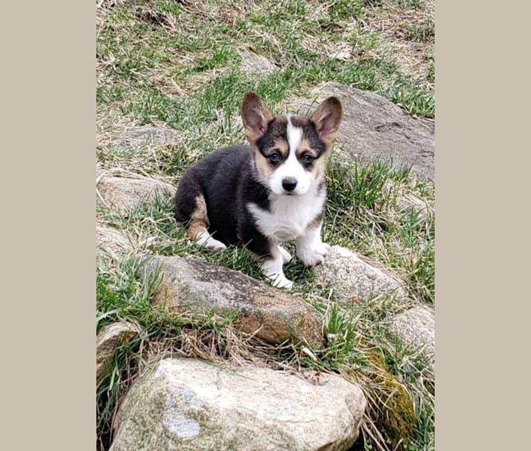 Jackson, a Pembroke Welsh Corgi tested with EmbarkVet.com