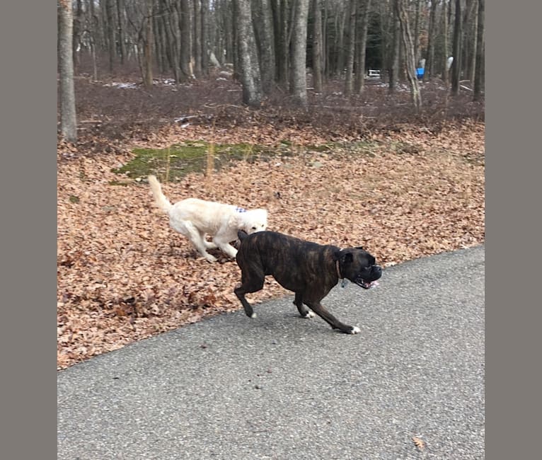 Murray, a Boxer tested with EmbarkVet.com
