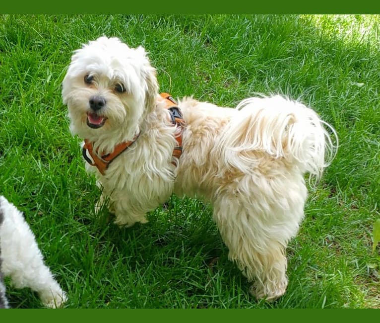 Bastian, a Poodle (Small) and Shih Tzu mix tested with EmbarkVet.com