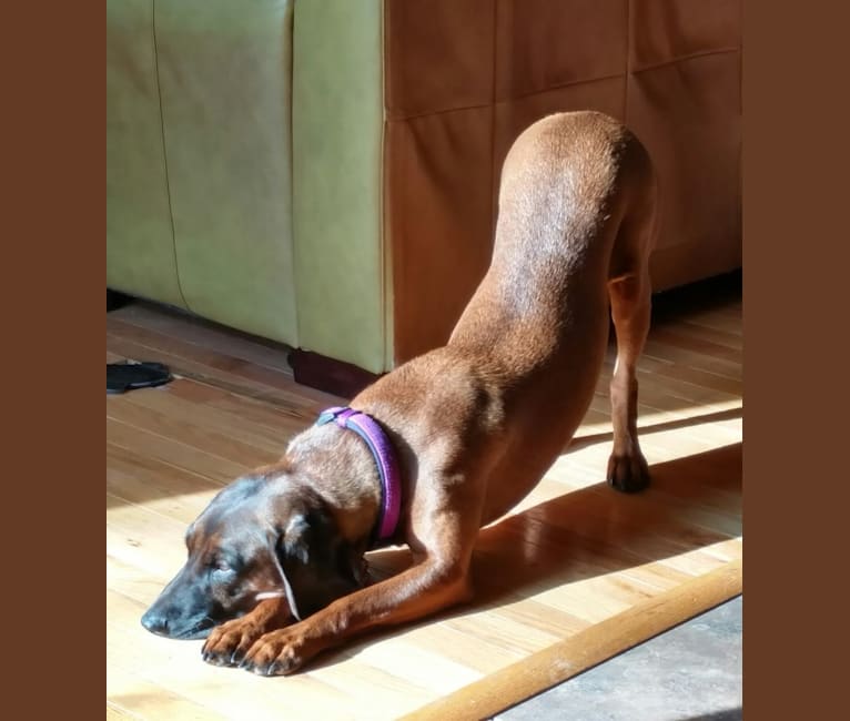 Lucy, a Bavarian Mountain Scent Hound tested with EmbarkVet.com