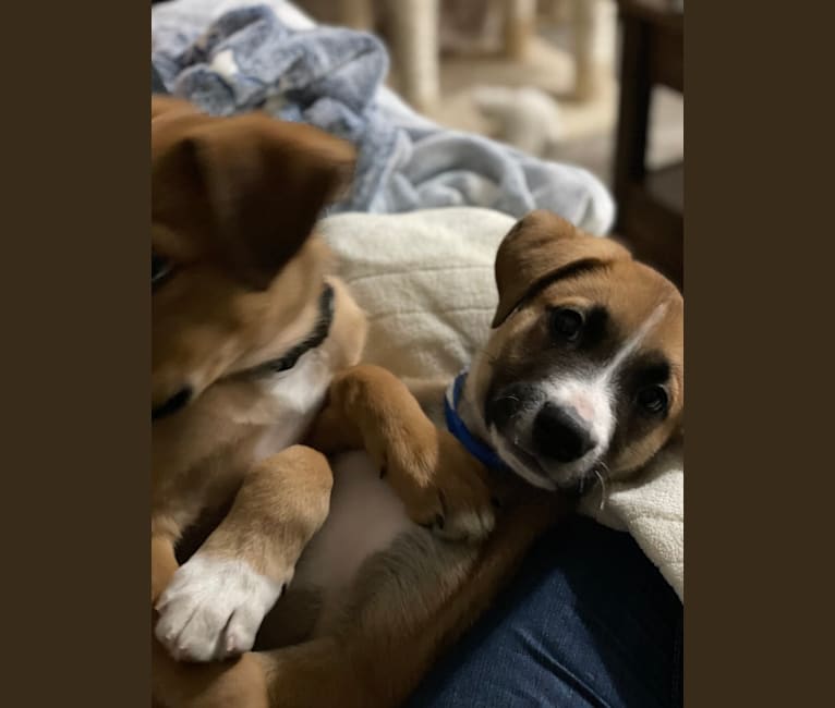 Sawyer, a Boxer and Great Pyrenees mix tested with EmbarkVet.com