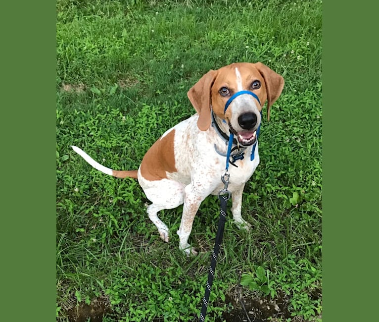 Victor, an American English Coonhound tested with EmbarkVet.com