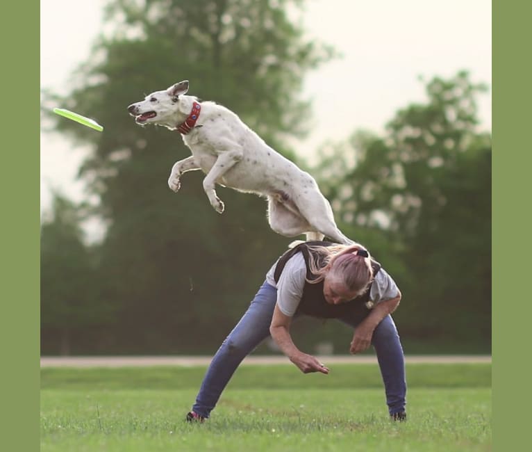 MAXIMILLIAN, a Border Collie (6.1% unresolved) tested with EmbarkVet.com
