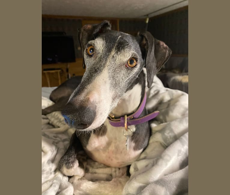Photo of Silverio, a Spanish Galgo  in Spain