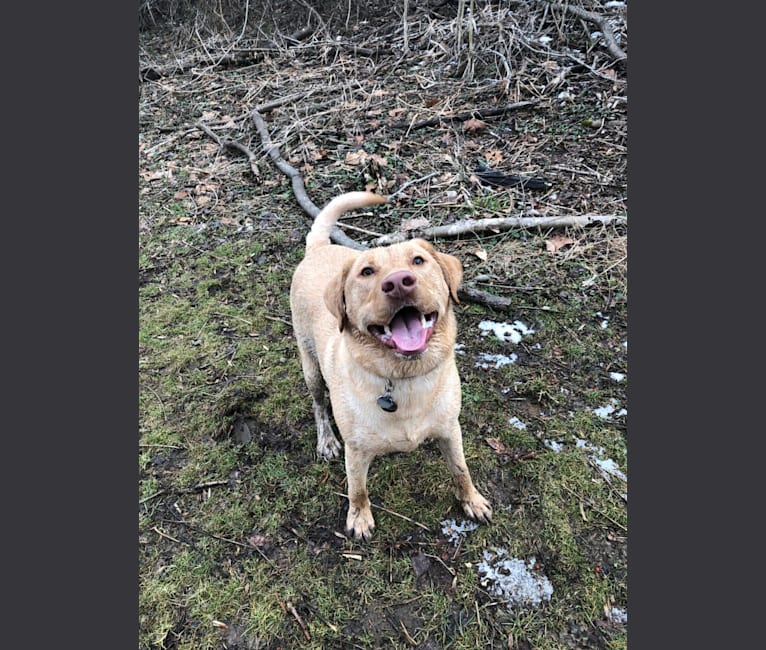 Eli, a Labrador Retriever tested with EmbarkVet.com