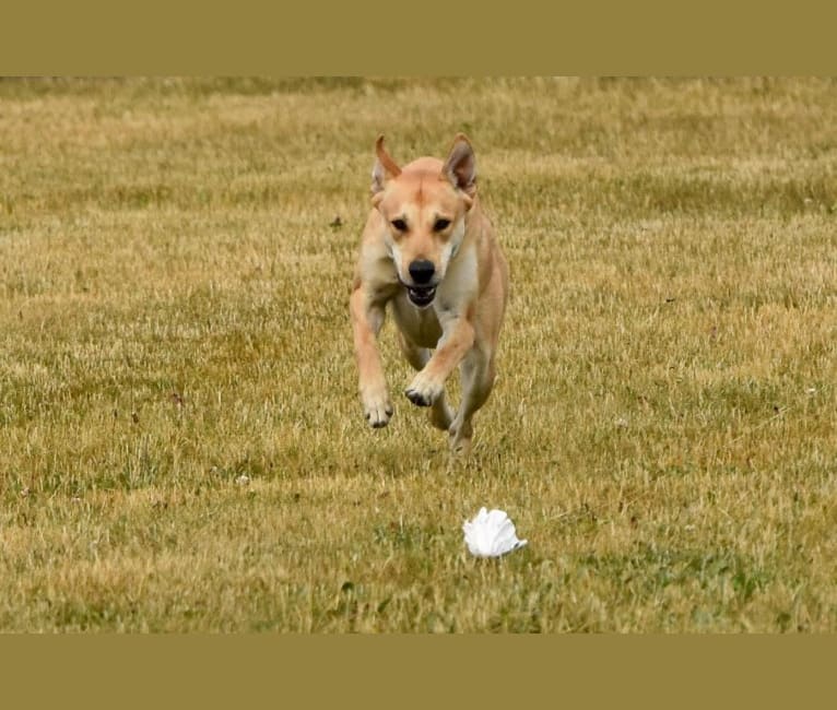 Bones, a Carolina Dog tested with EmbarkVet.com