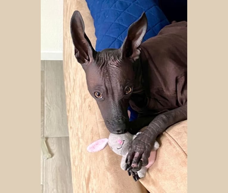 Enrico, a Xoloitzcuintli tested with EmbarkVet.com