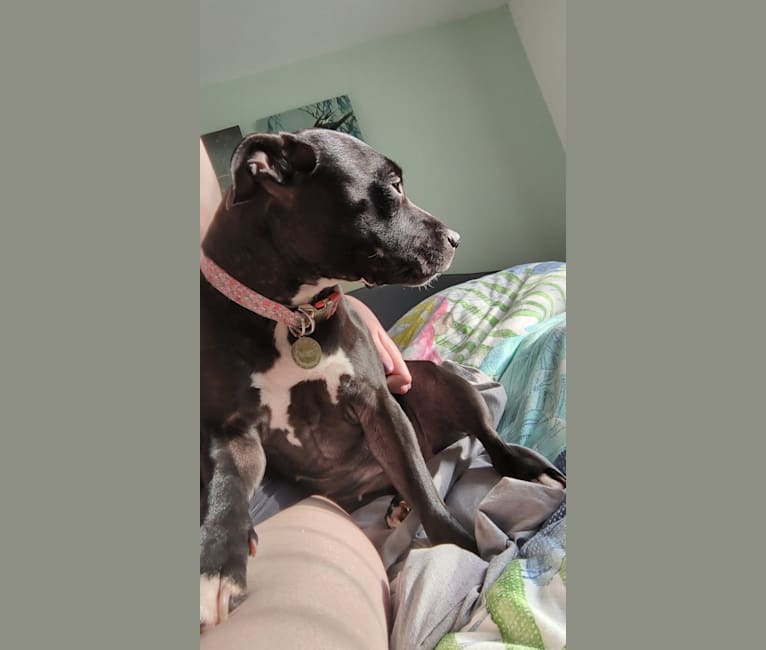 Miya, a Staffordshire Bull Terrier tested with EmbarkVet.com