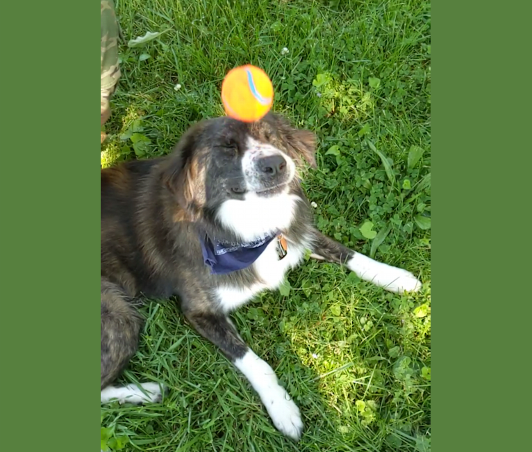 Forrest, a Great Pyrenees and Boxer mix tested with EmbarkVet.com