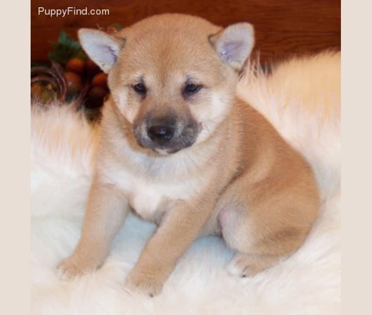 Cymba, a Shiba Inu tested with EmbarkVet.com