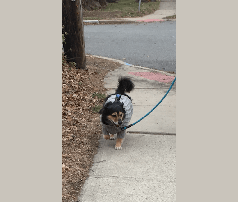 Cooper, a Chihuahua and Australian Shepherd mix tested with EmbarkVet.com